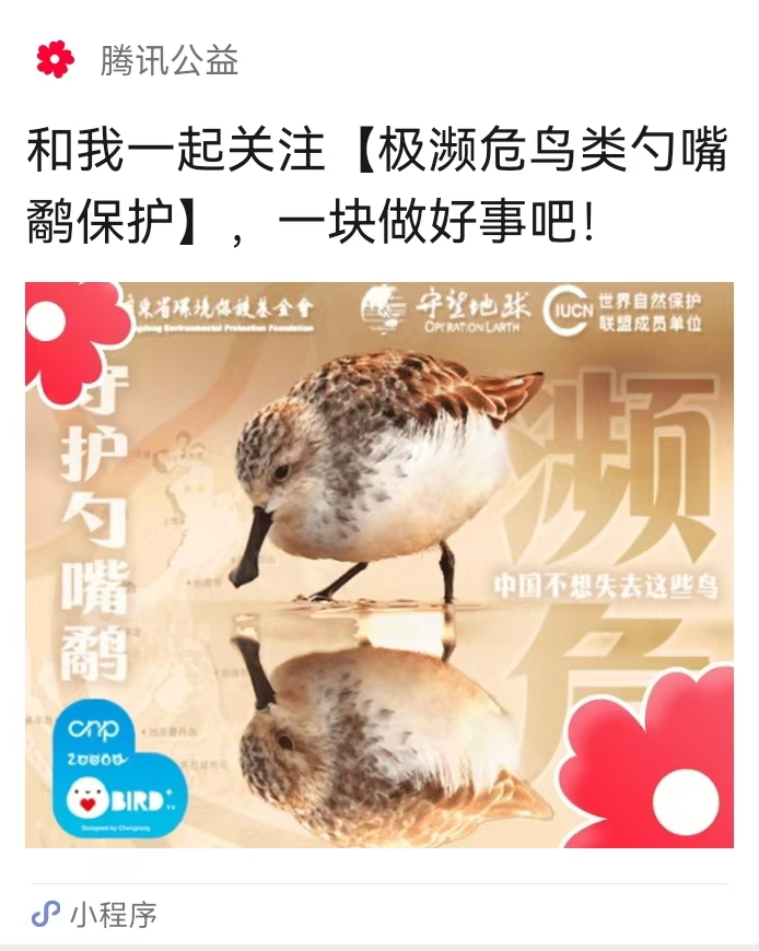 极濒危鸟类勺嘴鹬保护公益项目正式在腾讯公益平台上线启动
